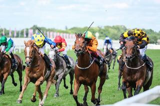 Royal Ascot winner Hello Youmzain to stand at Cambridge Stud in 2021. 